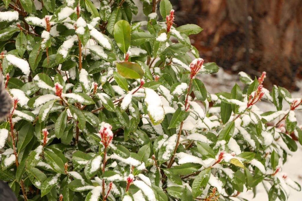 snow on the leaves of a photinia shrub