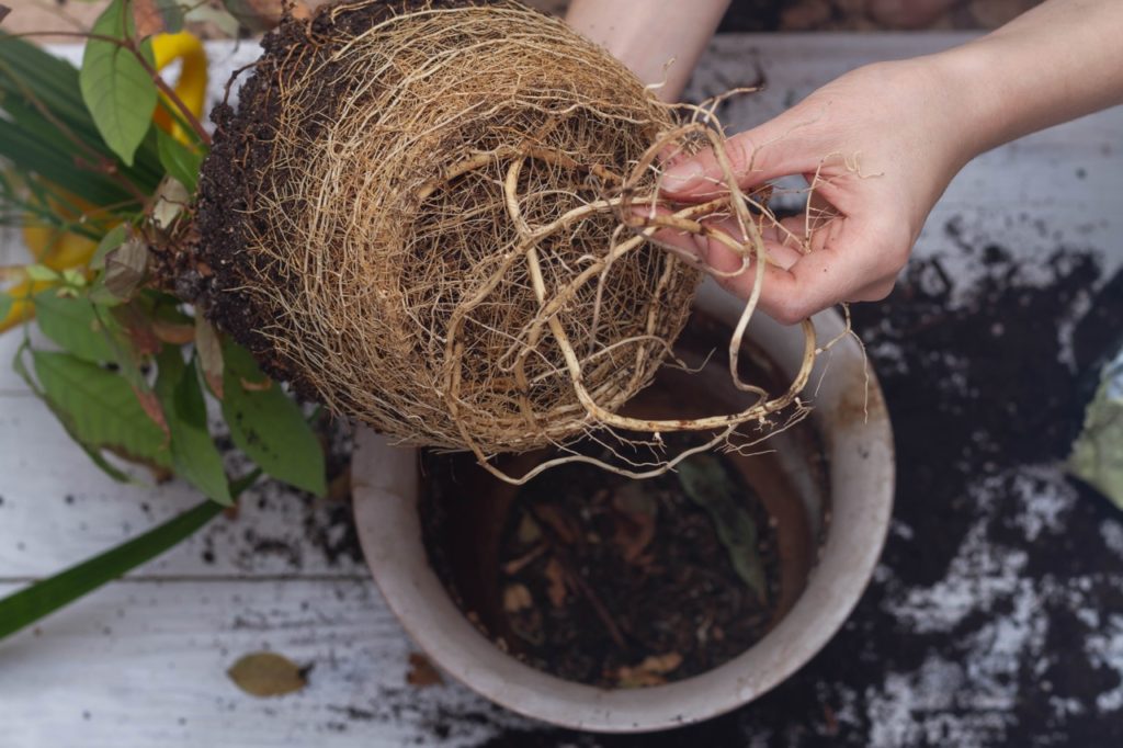 hands pulling the roots apart carefully from a root-bound plant