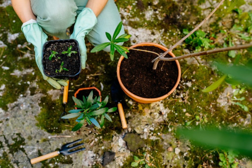 gloved gardener holding a pot of nerium seedlings next to a bigger potted plant