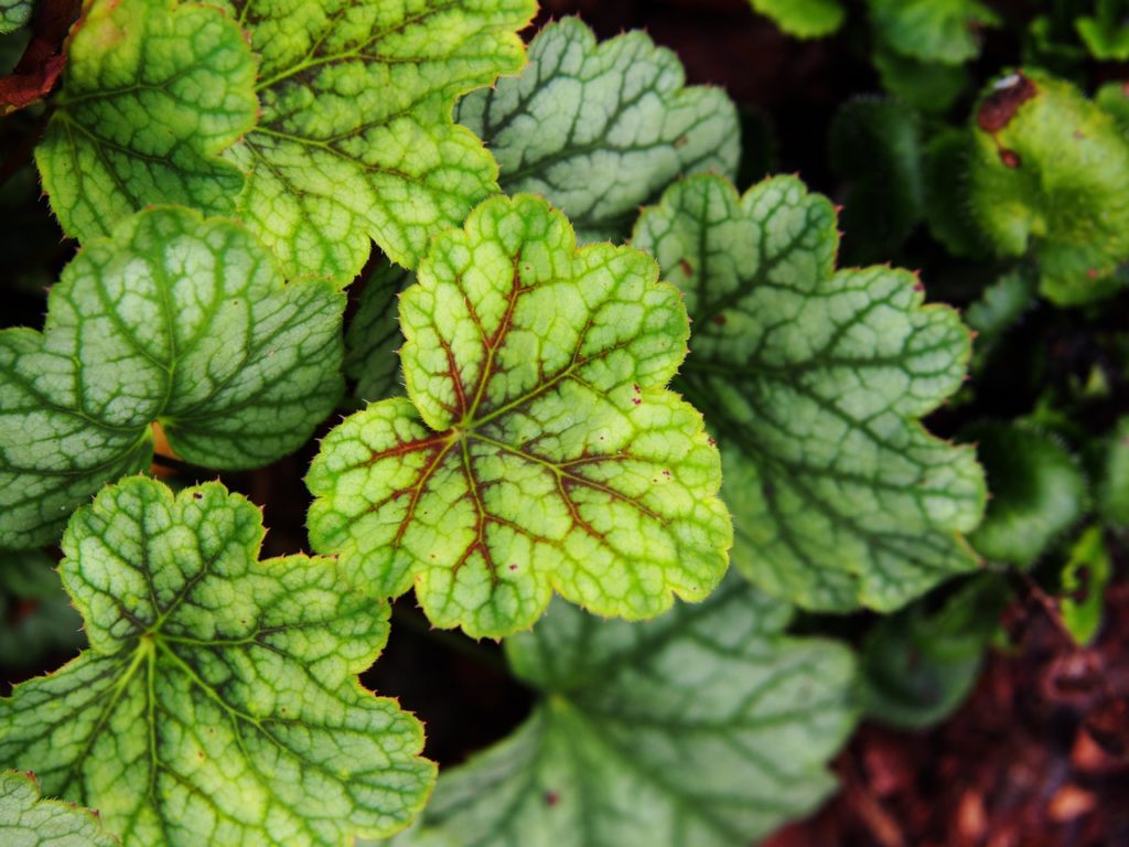 green red-veined leaves from a heuchera 'green spice' plant growing outdoors