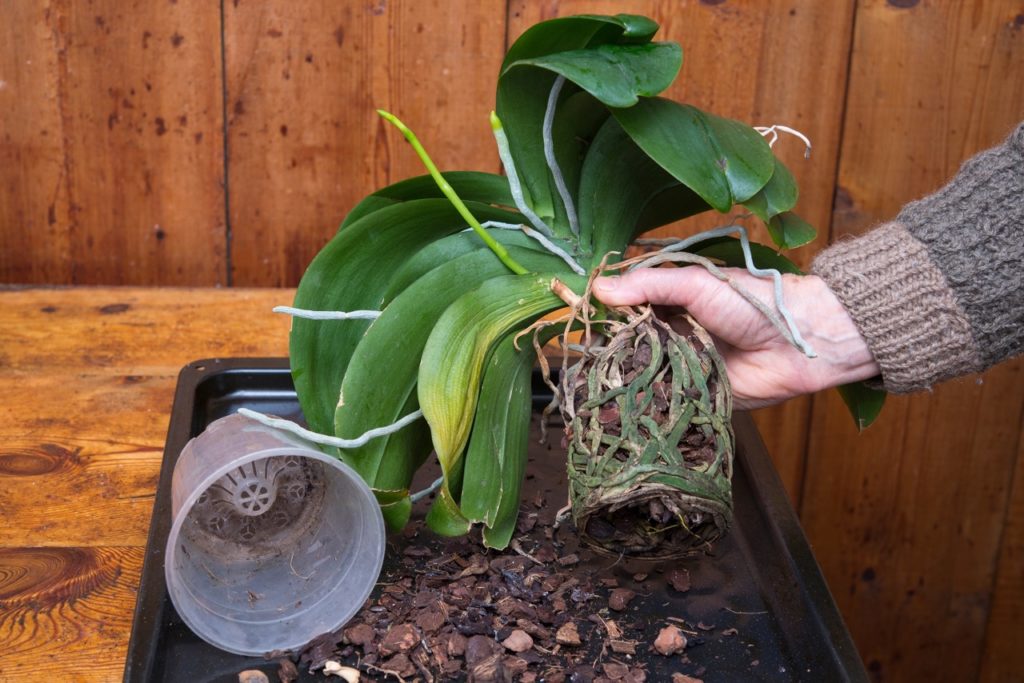 hand holding up a Phalaenopsis plant to reveal its green and brown roots attached to the bark it was growing in