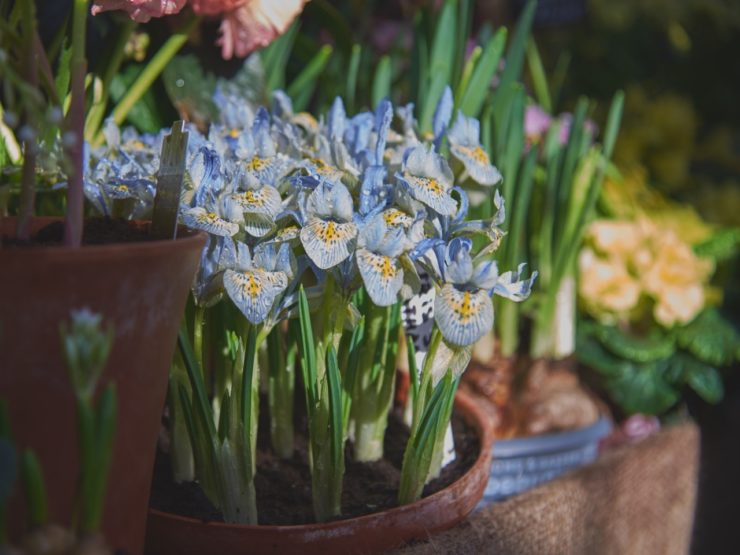 Growing Irises In Pots Key Considerations Horticulture.co.uk