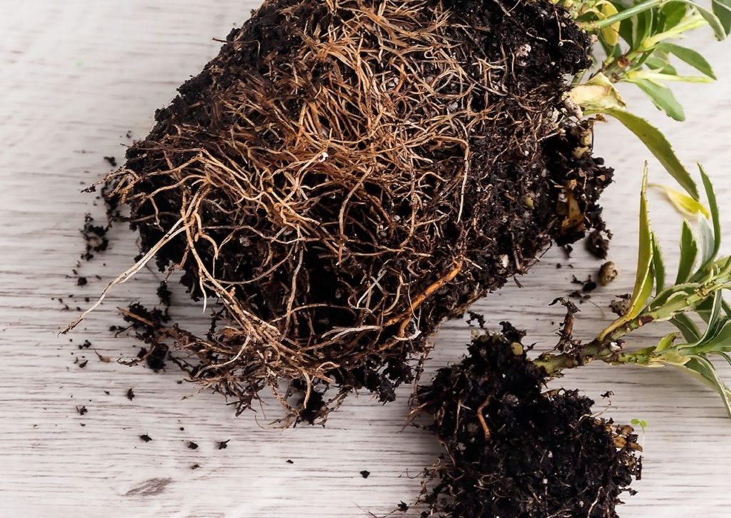 the roots of a plant that are covered in soil next to a small division taken from the big plant