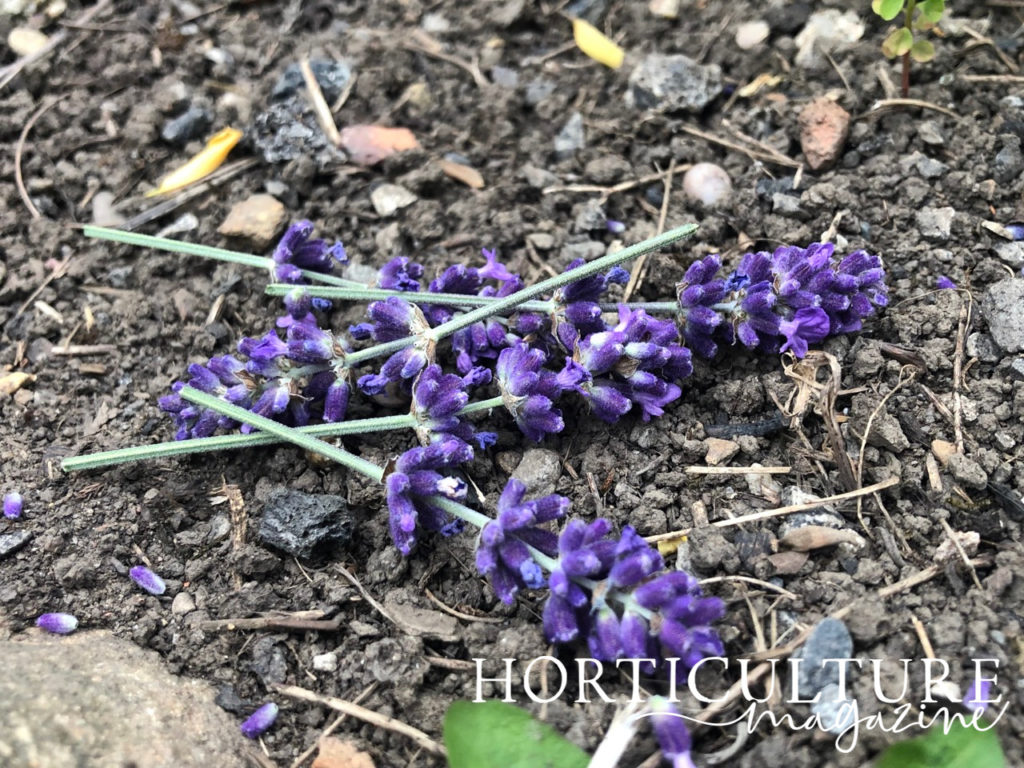 chopped lavender lying on stony soil