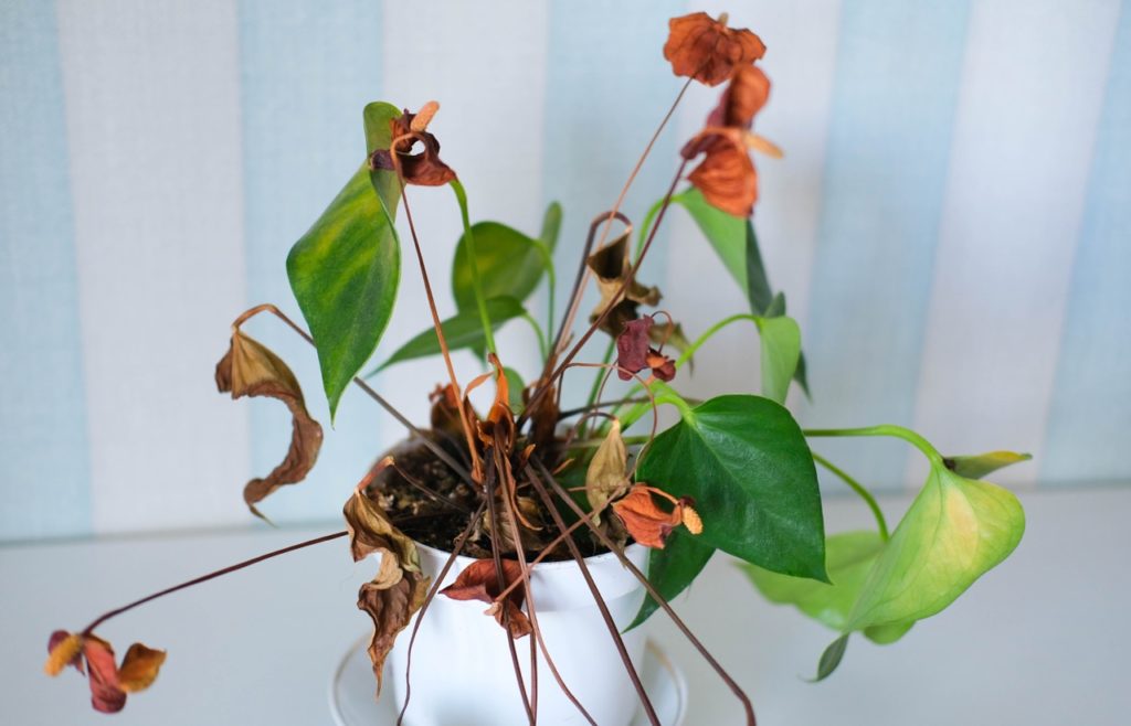anthurium plant with some wilting green leaves and others that have turned brown and are dying