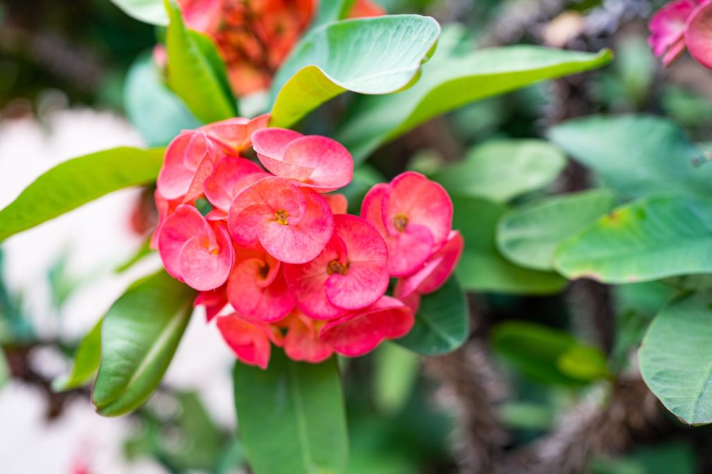 pink flowers from a crown of thorns houseplant with light green foliage