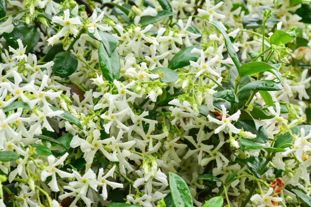 Trachelospermum jasminoides shrub with star-shaped creamy flowers and oval green leaves