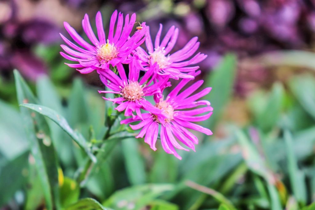 Aster thomsonii with four flowers with frilly pink petals growing from a single stem