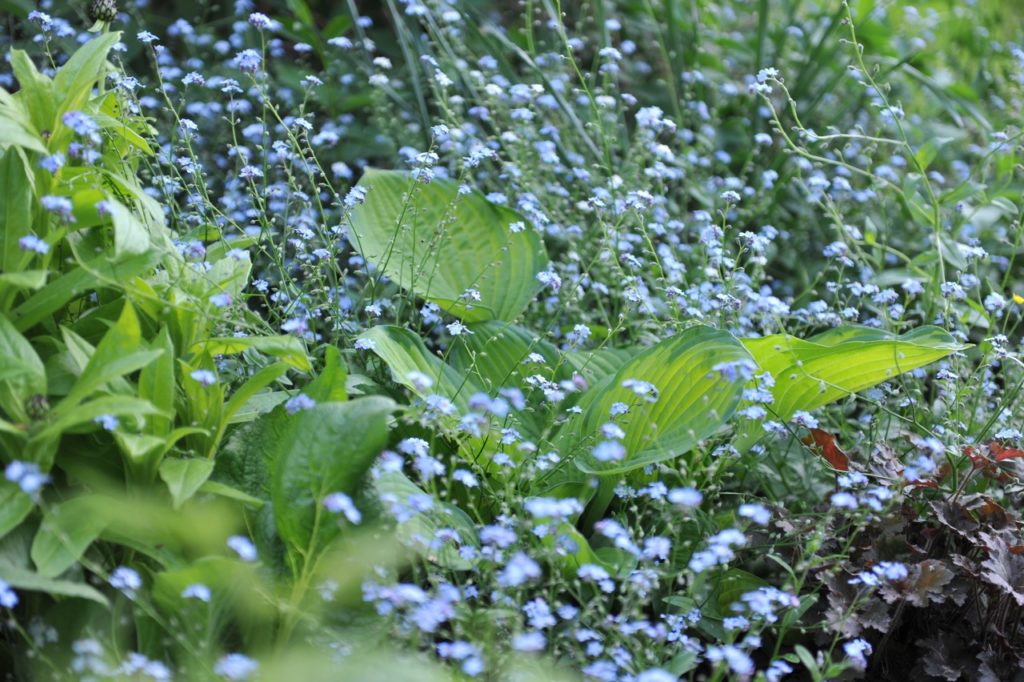 garden forget-me-nots with little blue flowers growing around a large-leaf hosta plant