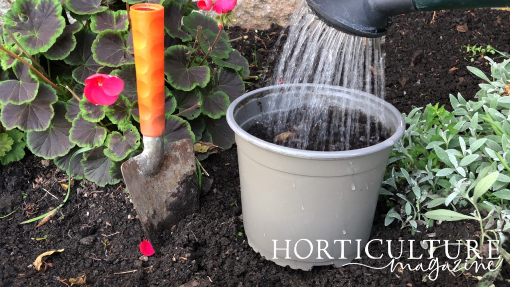 a watering can being used to water a container that has been filled with compost and oxalis bulbs