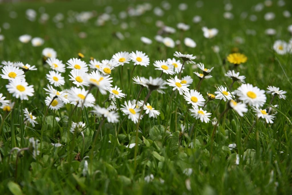 common daisies with white petals and yellow centres growing in grass