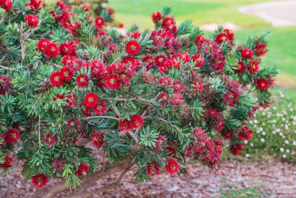 'splendens' shrub growing from mulched ground in front of a green field