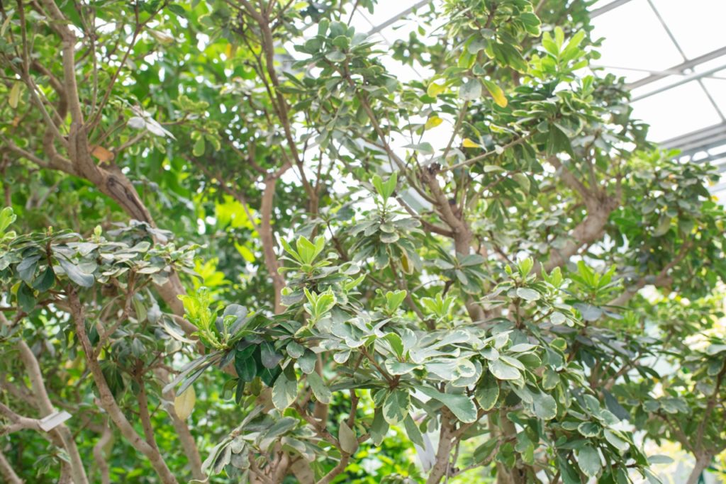 pittosporum with woody branches and oval green leaves growing inside a glass greenhouse