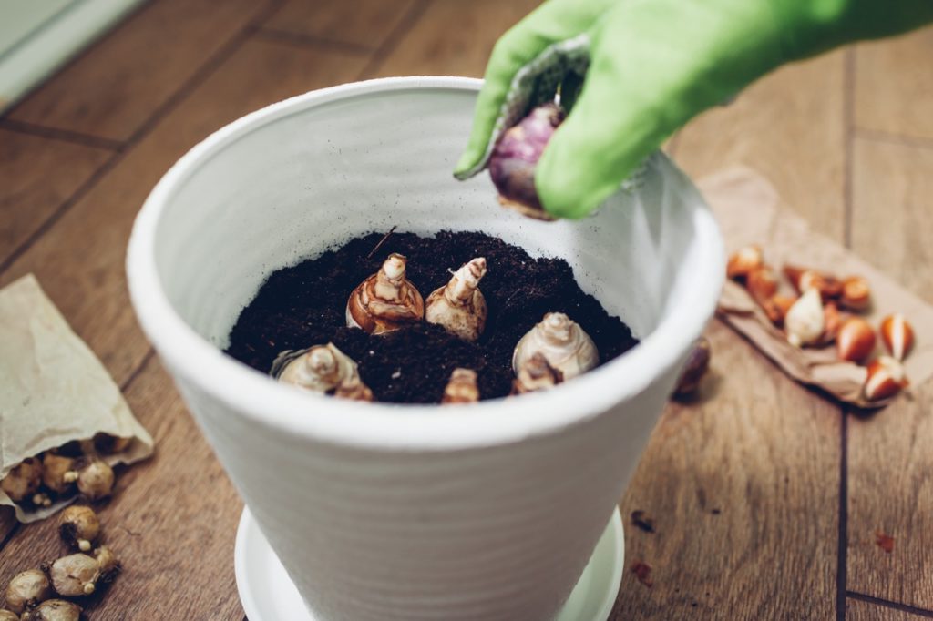 gloved hand placing hyacinth bulbs into a white plant pot