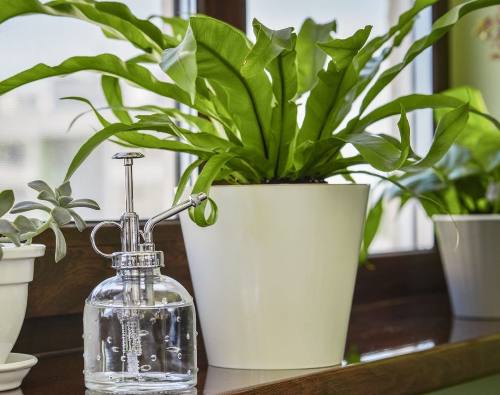 asplenium nidus in a pot on a windowsill inside next to a mister full of water