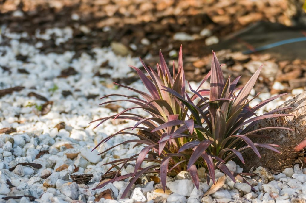 two small cordyline australis 'red star' shrubs growing from ground covered in white pebbles