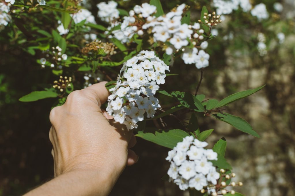 gardener holding the stem of a viburnum tinus shrub with a cluster of white flowers