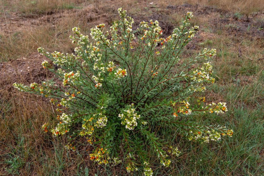 flax-leaved Daphne gnidium shrub with white and yellow flowers and orange berries growing from a grassy area