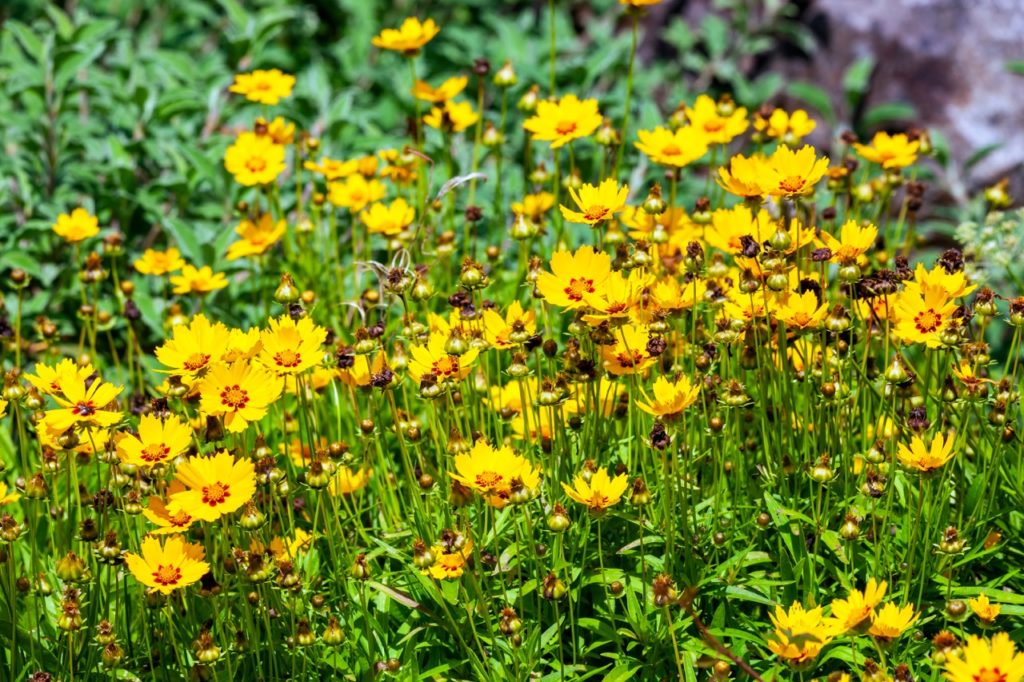 yellow flowering tickseed plants with tall green stems and thin leaves