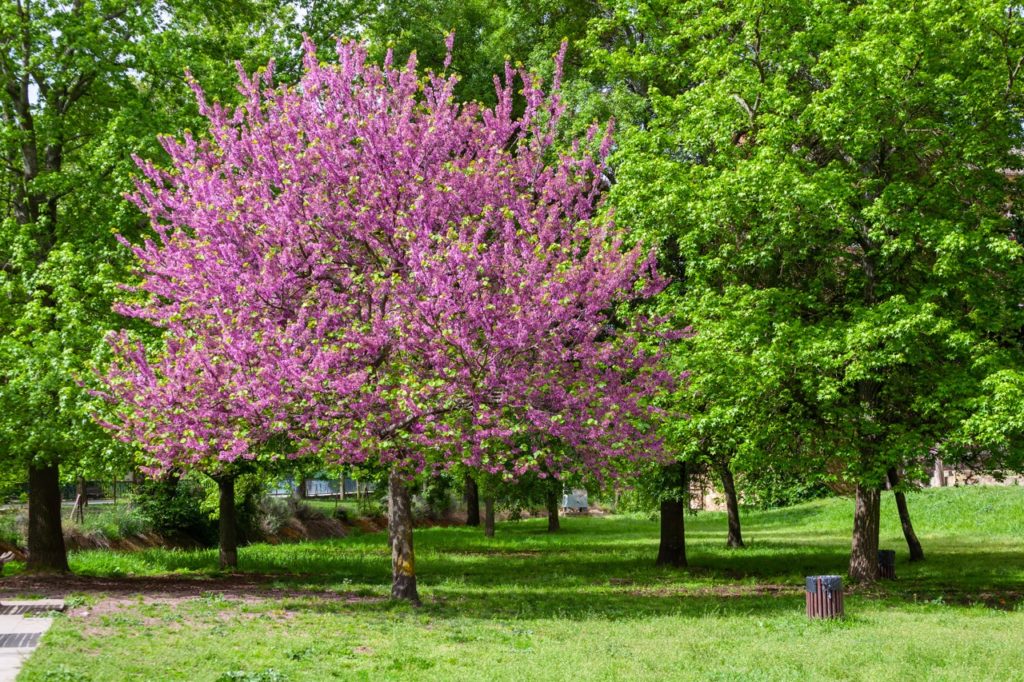 pink flowering judas tree in a park