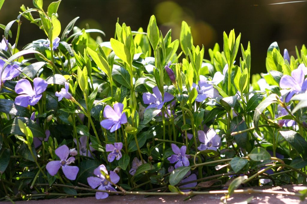 purple flowering periwinkle plant with green foliage growing outside