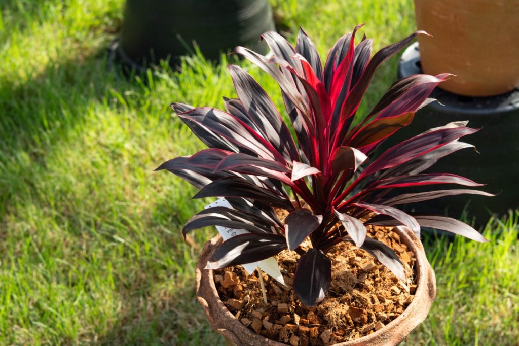 a small potted cordyline shrub with purple leaves growing outside on a garden lawn