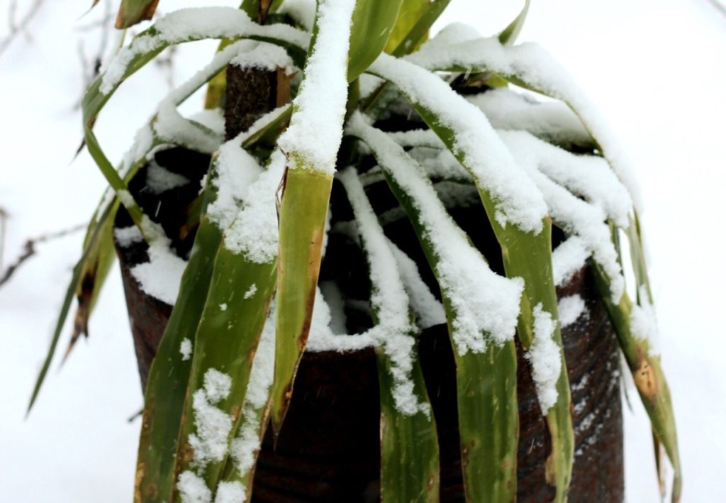 yucca plant growing in a pot outside with drooping leaves that are covered in a layer of snow