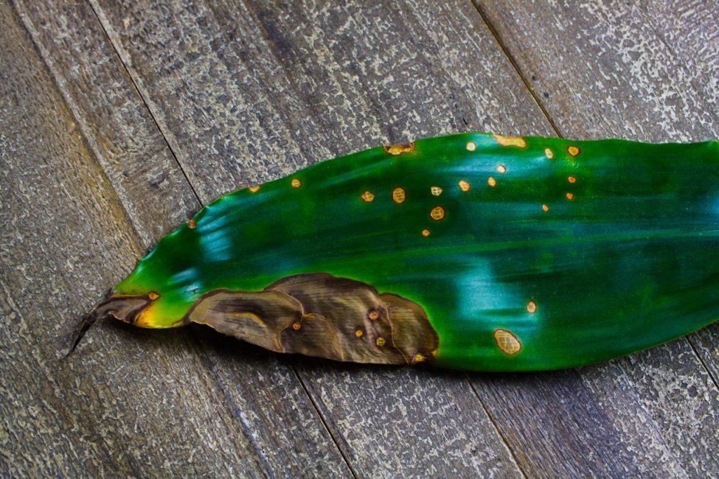 a single yucca leaf covered in yellow spots and a large brown patch lying on a wooden surface