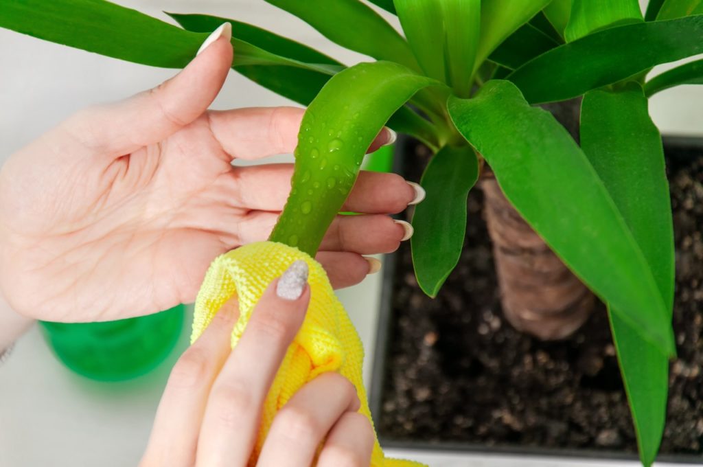 hands shown wiping down the wet leaves of a yucca plant growing in a container