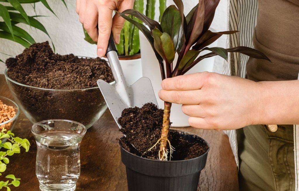 small trowel being used to pot up a small cordyline plant