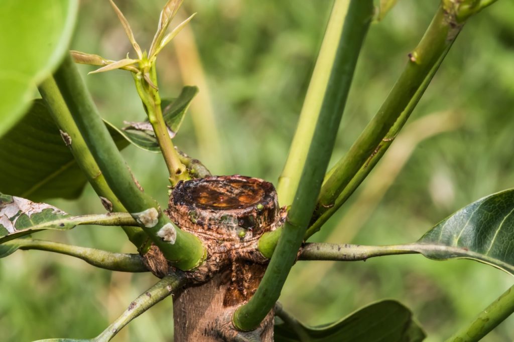 an exotic tree that has been pollarded   and producing large thick green stems