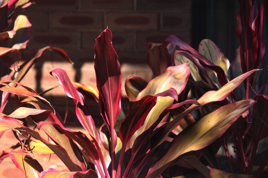 purple-leaved cordyline with yellow tinges on the leaves growing in front of a brick wall