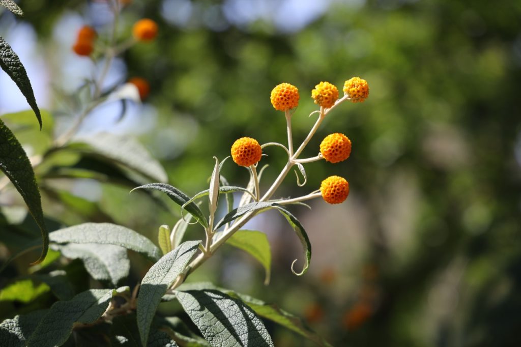 a white branch from a buddleja globosa shrub bearing round flower heads in sunlit conditions