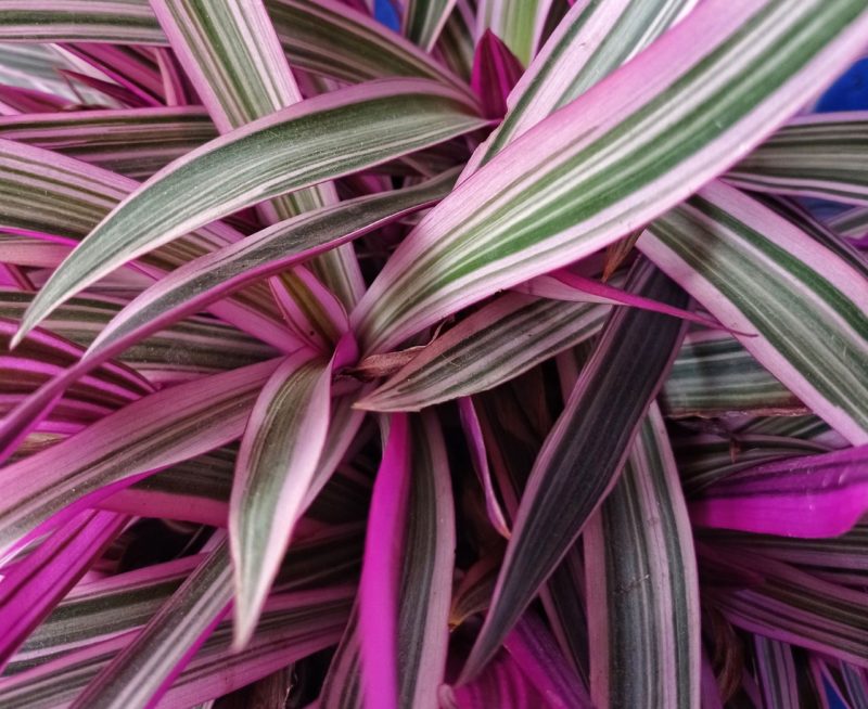 14 Houseplants With Purple Leaves Horticulture.co.uk