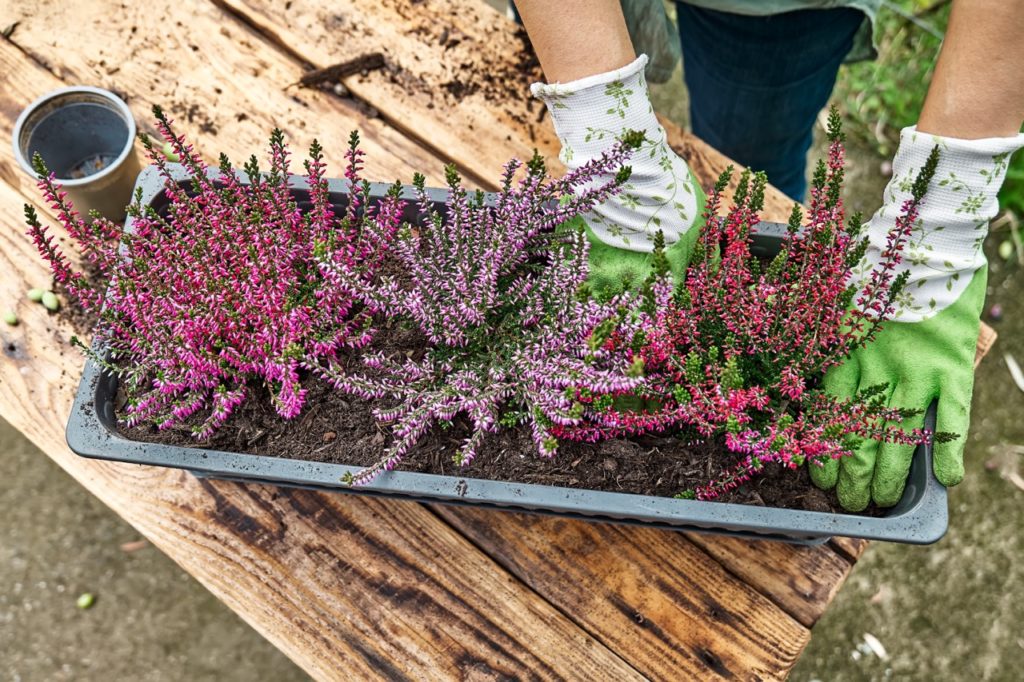 gardener wearing gloves planting a purple flowering erica plant into a container with two others