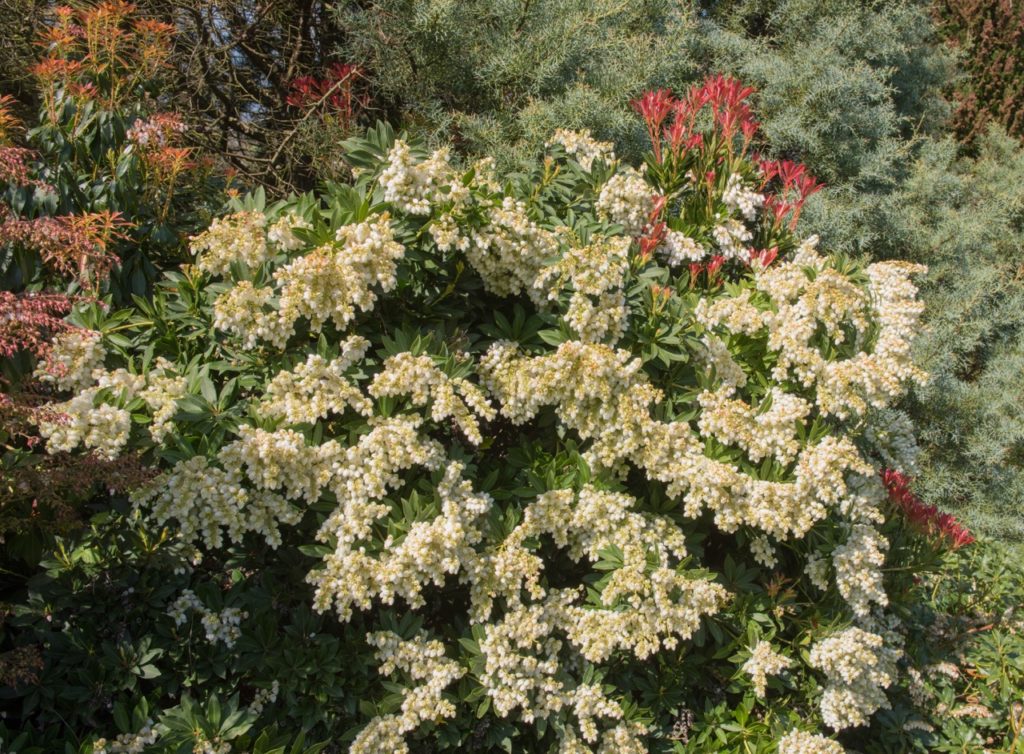 p. 'cavatine' shrub with creamy flowers and green and red leaves growing outside