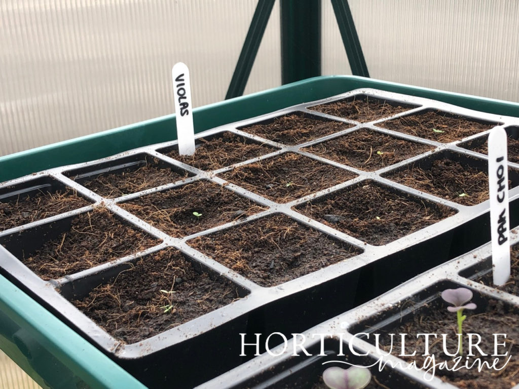 a seed tray filled with violas that have started to sprout growing in a water tray inside a greenhouse