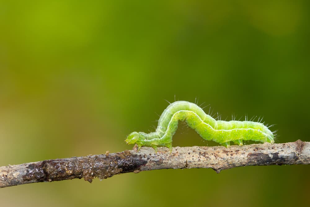 magnified view of green caterpillar travelling along the stem of a plant