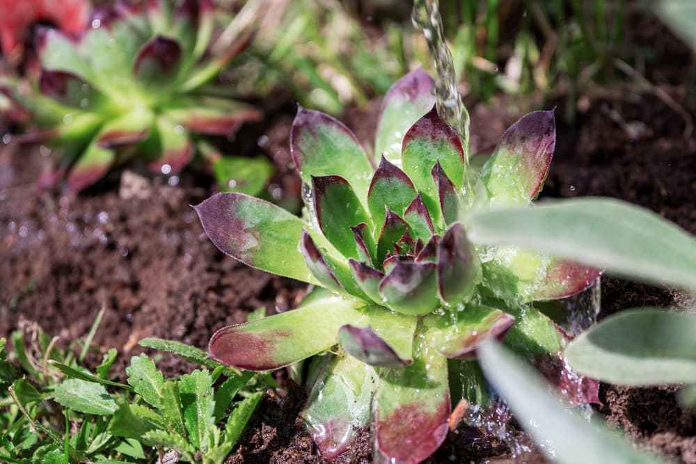 water being poured onto green and purple leaves of sempervivum