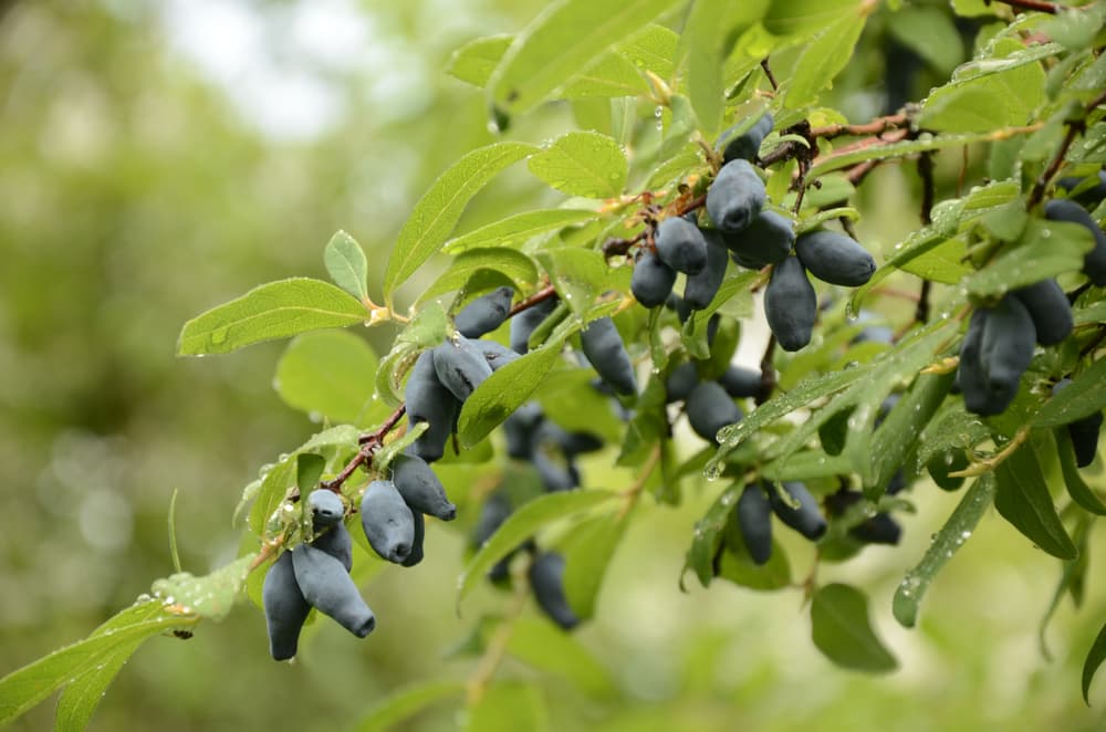 ripe blue berries of lonicera caerulea hanging from the stem