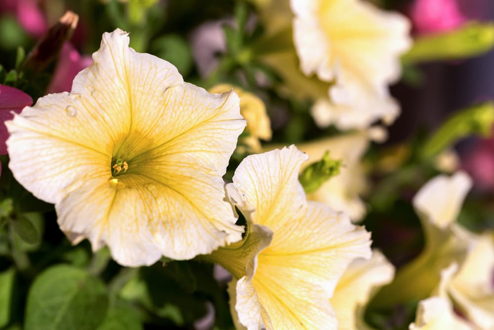 trailing light yellow petunias in hanging form with veined colouration