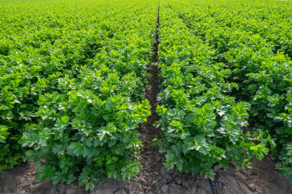 large field of celery plants growing in rows with trenches either side