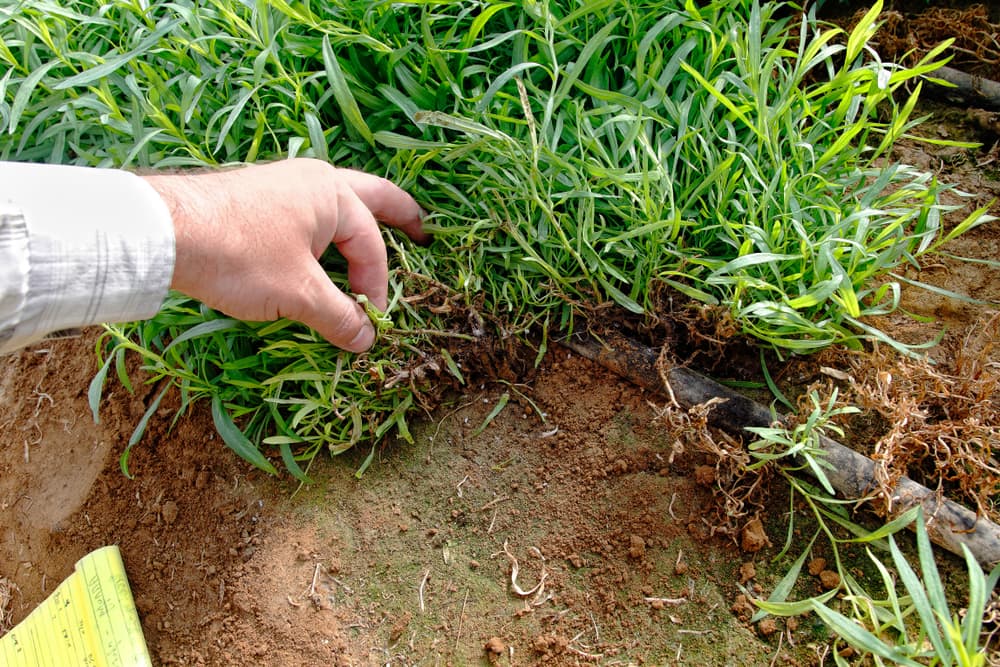 hand showing an infestation of mealybugs in shallow rooted tarragon