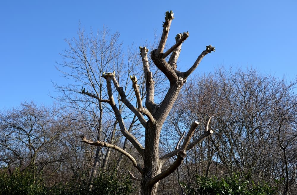 a heavily pruned willow stripped down to its core skeleton - with other trees in the background sat against a blue sky