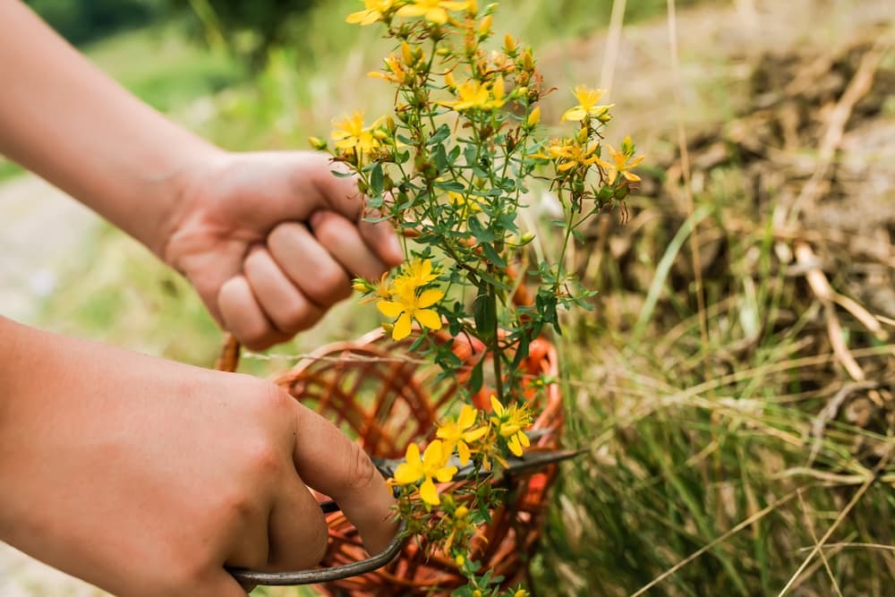 gardening scissors being used to take cuttings from a flowering hypericum plant