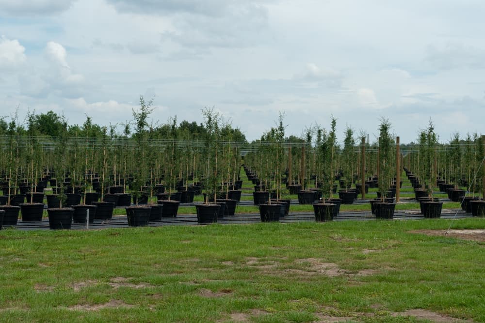 large nursery with many potted trees ready for planting