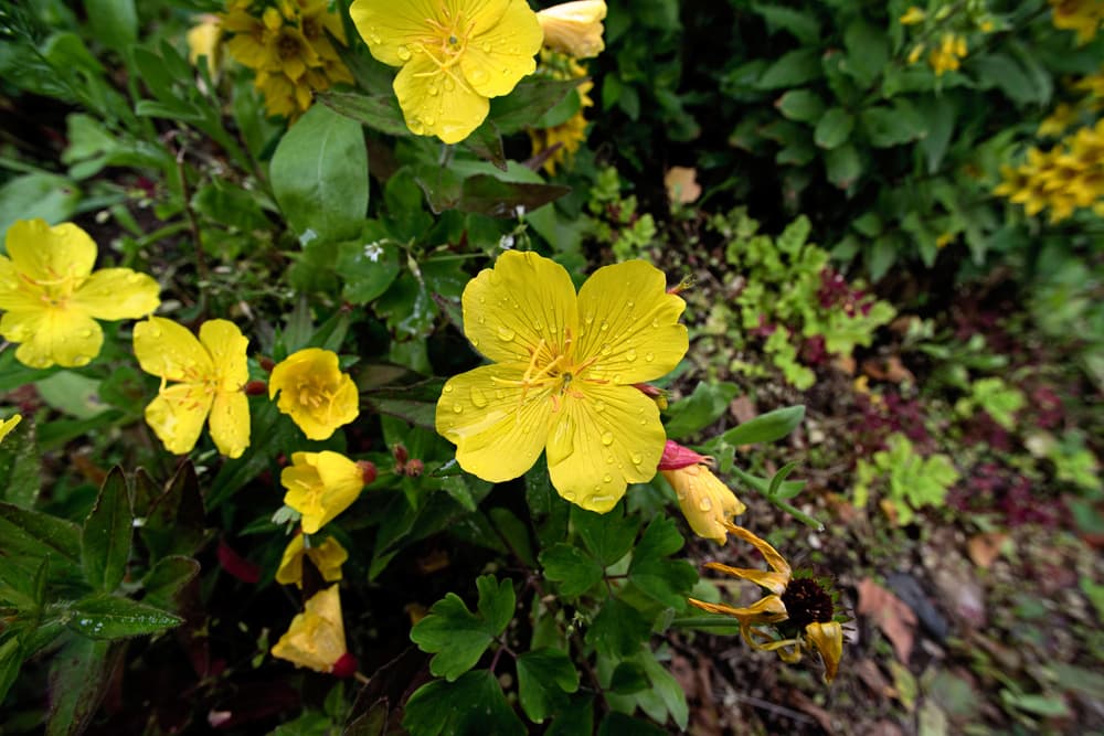 four petalled yellow potentilla flowers covered in water droplets in heavily mulched ground
