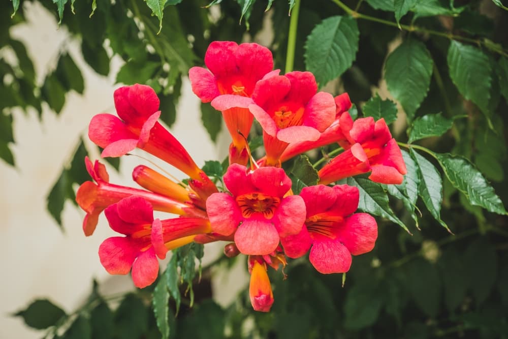 campsis vine with red flowers and green leaves with serrated edges