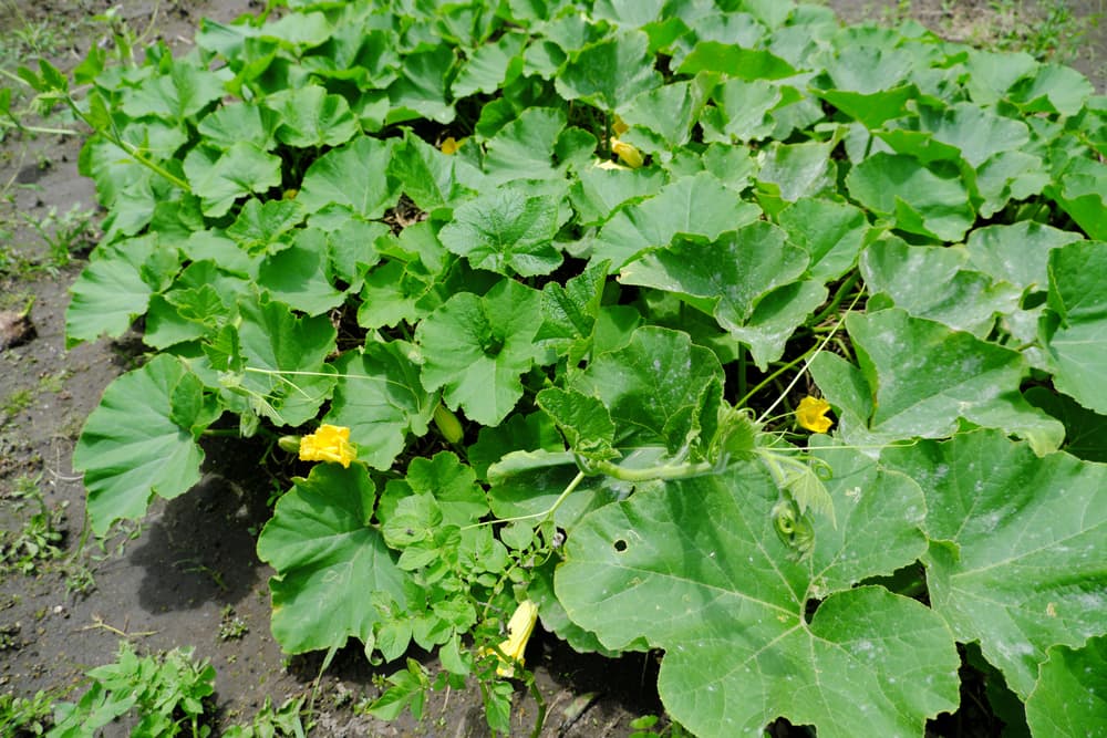 Cucurbita pepo plants with large leaves and bright yellow flowers