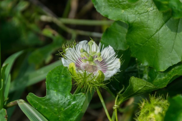 How To Grow Passiflora 'Passion Flower' Horticulture.co.uk